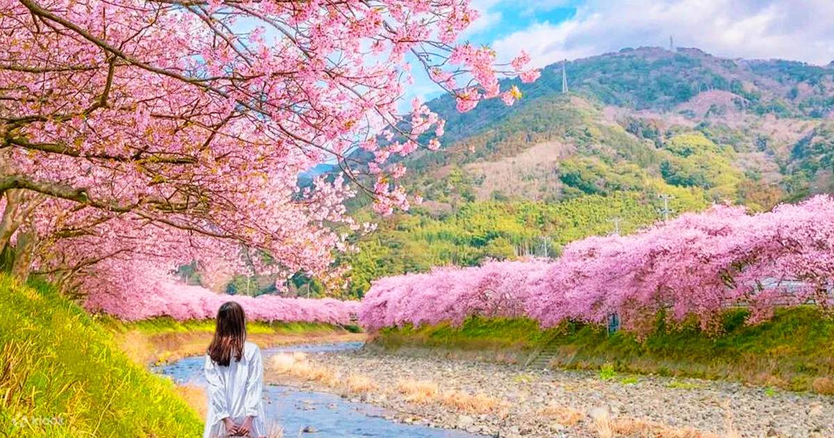 CherryBlossom 土日祝*休 Early Spring Limited] Kawazu Cherry Blossom Festival × Strawberry
